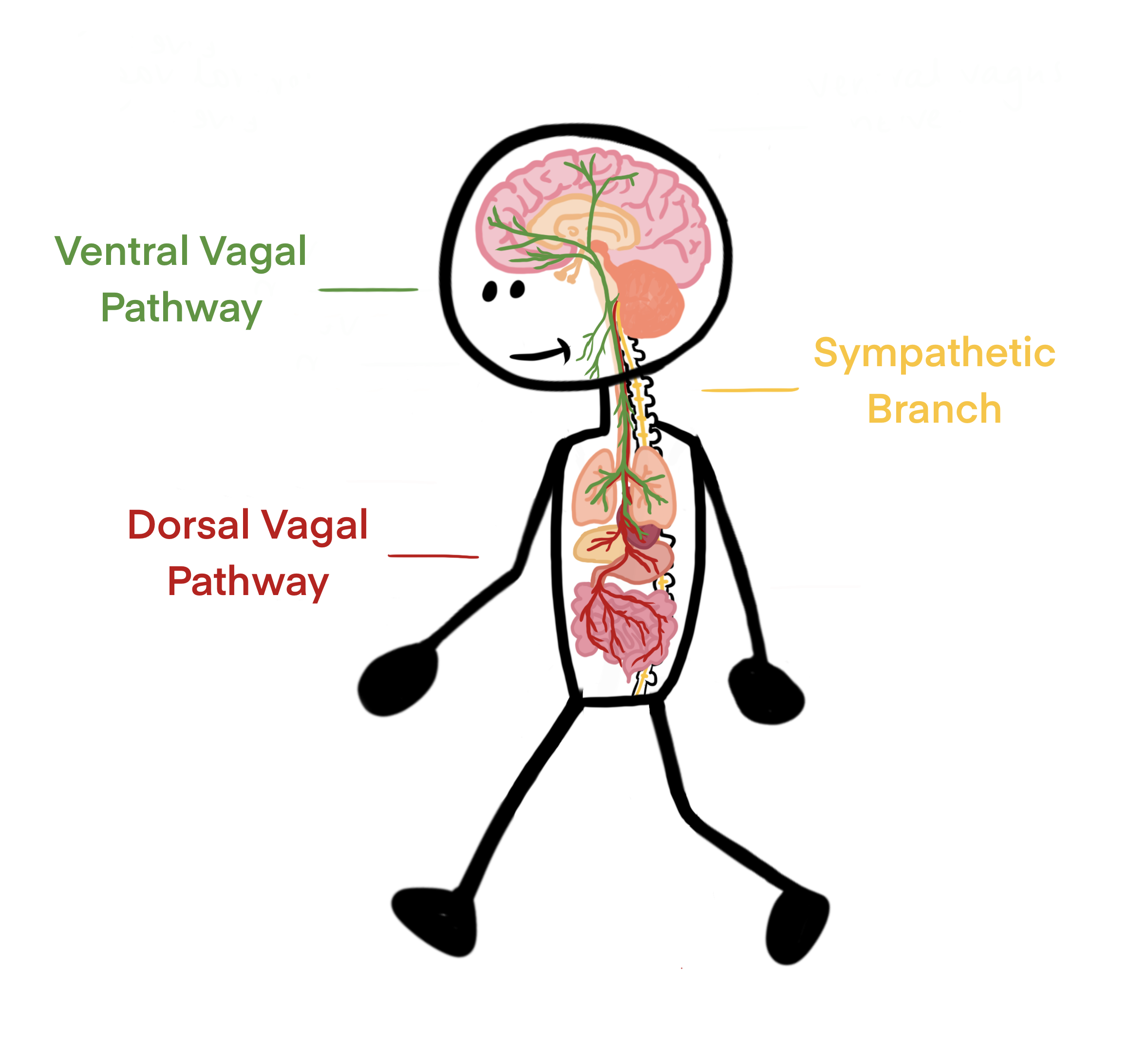 vagus-nerve-pathways