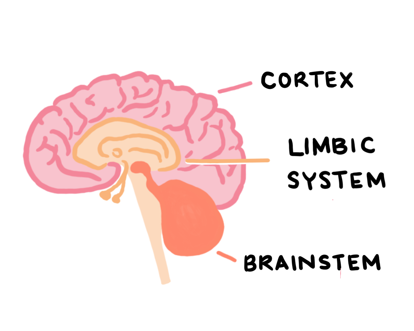 3-part-brain