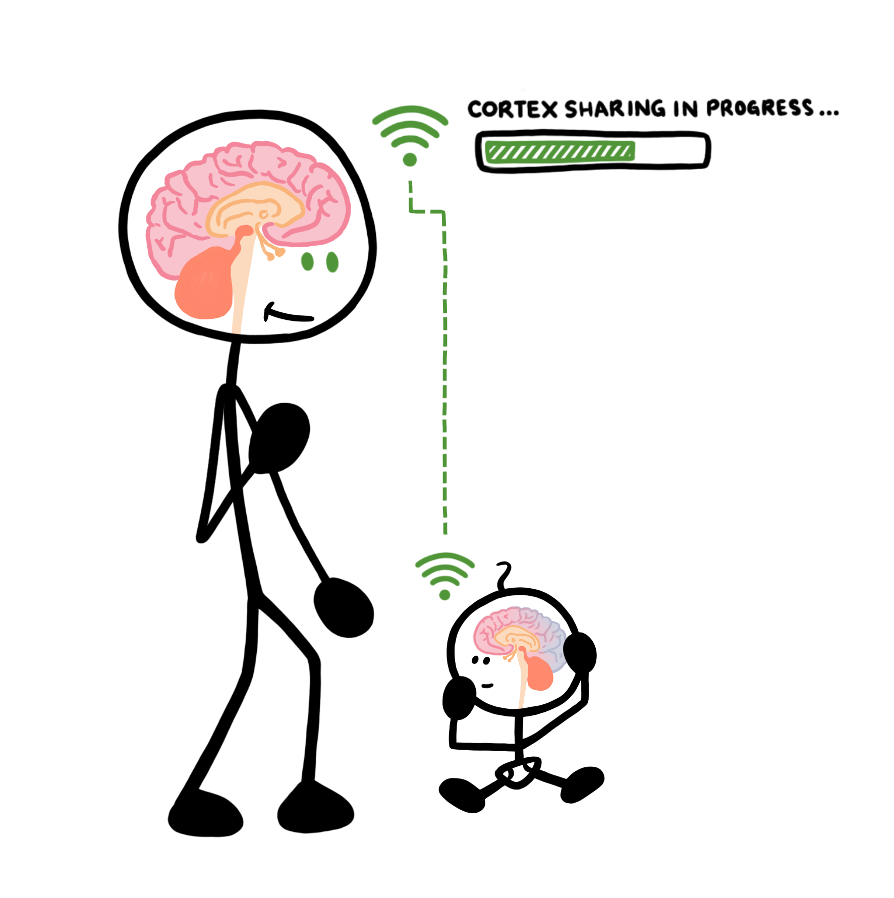 brain-coregulation