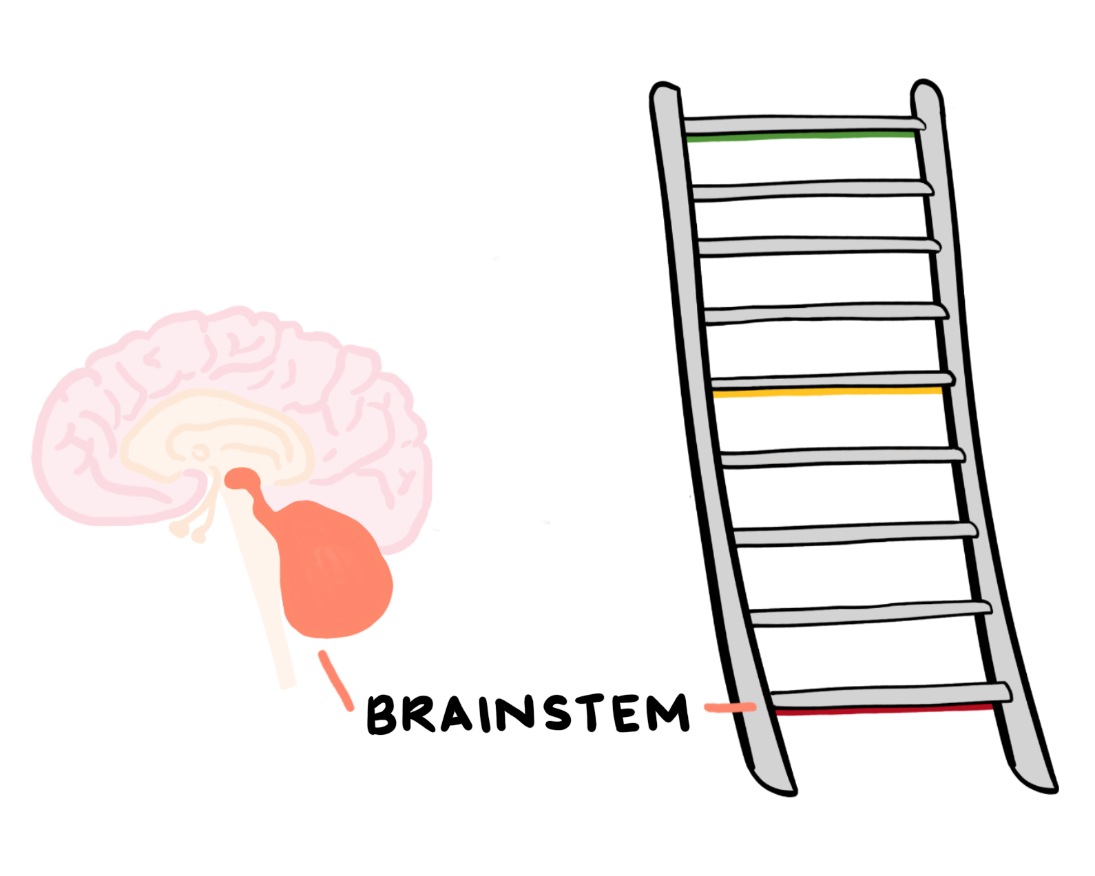 brainstem