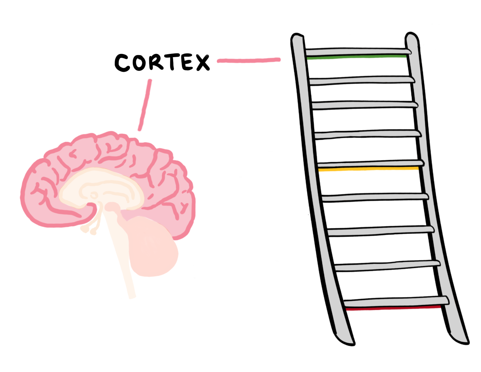 cortex