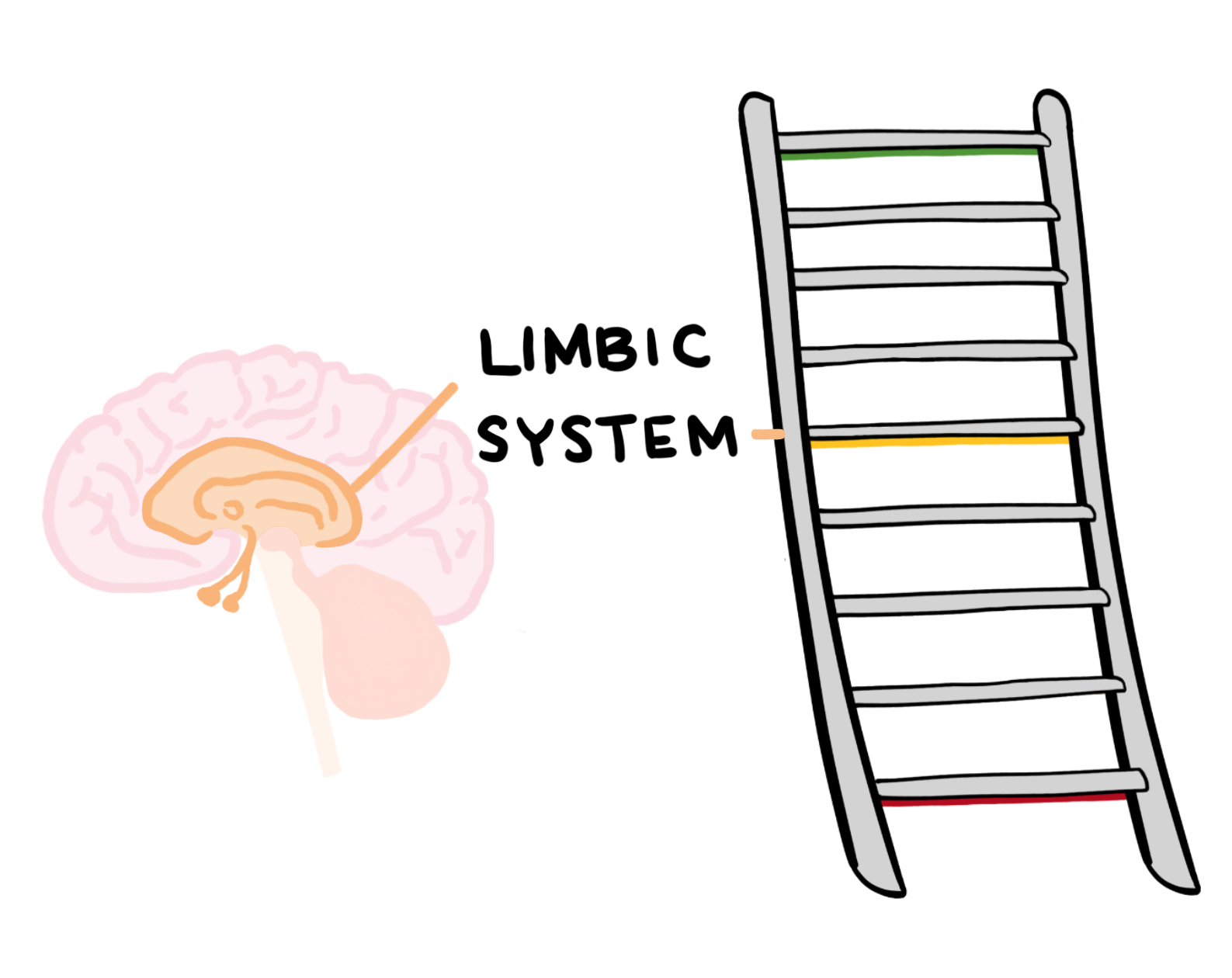 limbic-system